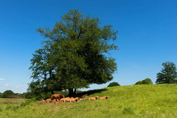 Cattle Limousine Cows French Landscape — Stock Photo, Image