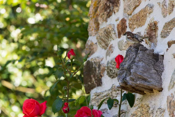 Σπουργίτι Στον Γαλλικό Τοίχο Κόκκινα Τριαντάφυλλα — Φωτογραφία Αρχείου