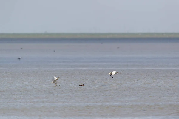 Two Landing Cranes Sea — Stock Photo, Image