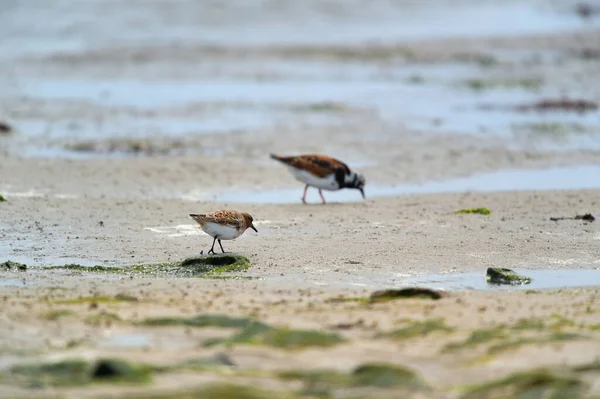 Little Stints Sandpipers Standing Sea — Stock Photo, Image