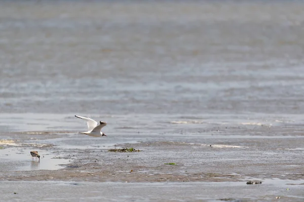 Птицы Вместе Ваттном Море — стоковое фото
