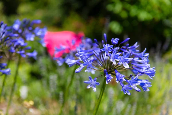 Μπλε Λουλούδι Agapantus Στη Λιακάδα — Φωτογραφία Αρχείου