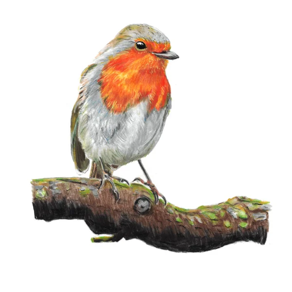 Ručně Malované Robin Pták Křídou Izolované Přes Bílé Pozadí — Stock fotografie