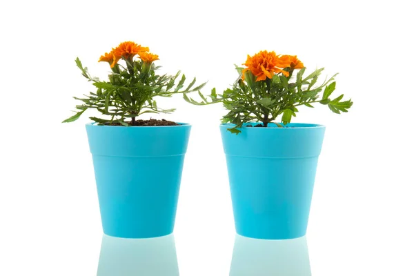 Oranje Tagetes Blauwe Potten Geïsoleerd Witte Achtergrond — Stockfoto
