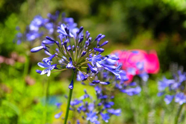 Flor Azul Agapantus Luz Sol — Fotografia de Stock