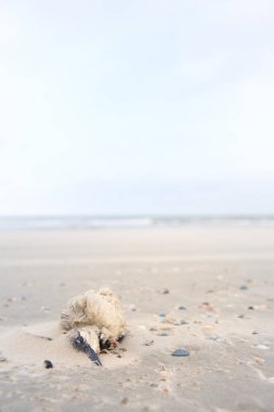 Hollanda 'nın ıssız adalarından Vlieland sahilinde ölü bir martı.
