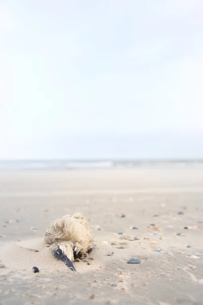 Hollanda Nın Issız Adalarından Vlieland Sahilinde Ölü Bir Martı — Stok fotoğraf