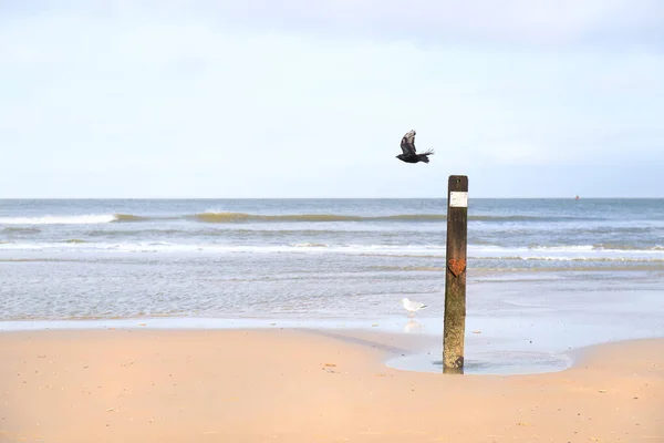 黒カラス オランダのビーチでポールに Vlieland — ストック写真