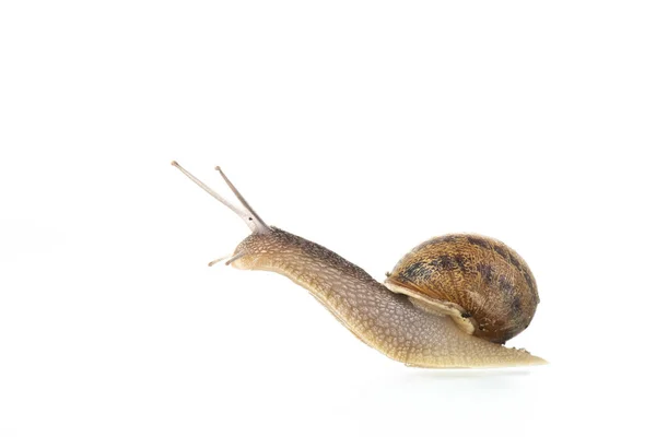 Single Snail Isolated White Background — Stok fotoğraf