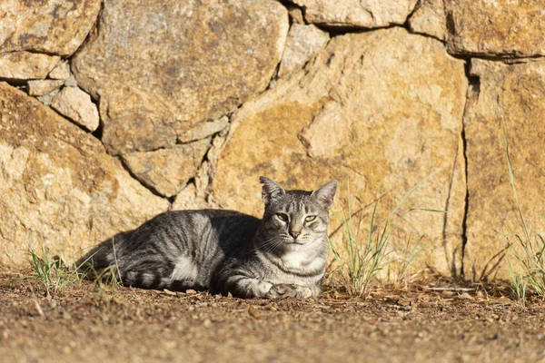 Šedý Tabby Kočka Venku Slunci — Stock fotografie