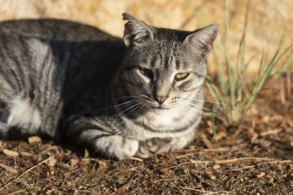 Gray Tabby Cat Outdoor Sun — Stock Photo, Image