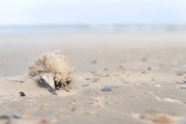Мертвая Чайка Пляже Голландского Ваттного Острова Vlieland — стоковое фото
