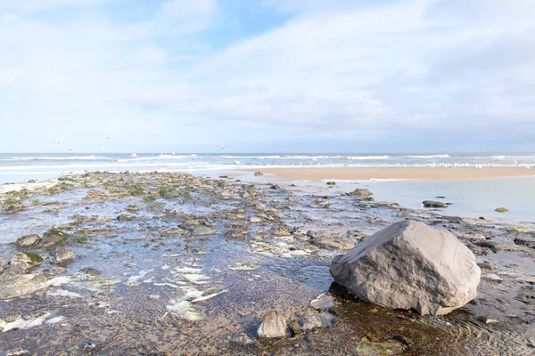 Dalgakıran Bir Sürü Martısı Olan Vlieland Adasındaki Hollanda Plajı — Stok fotoğraf