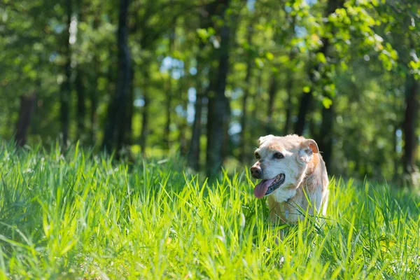 Oude Bruine Hond Natuurgras — Stockfoto