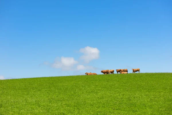 Skot Limousin Krávy Zeleném Kopci — Stock fotografie