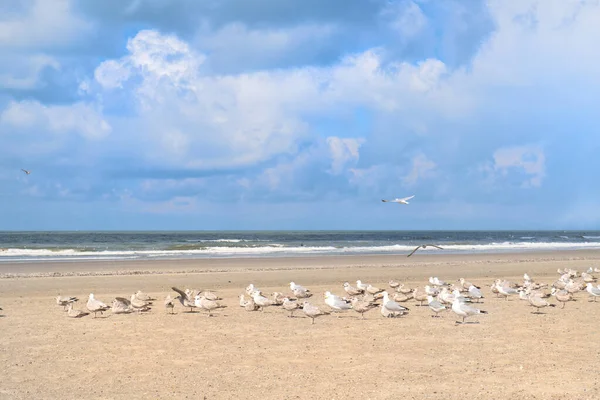 Many Seagulls Beach — Stock Photo, Image