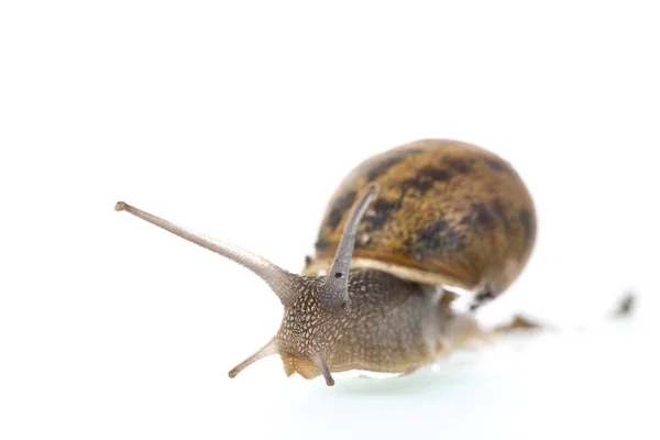 Single Snail Isolated White Background — Stok fotoğraf