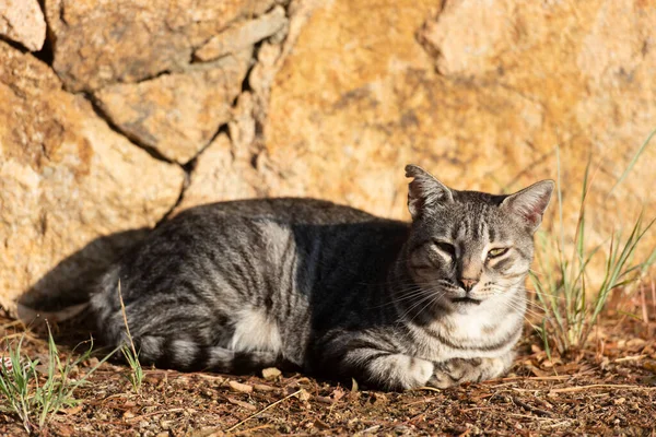 太陽の下でグレーのタビー猫の屋外 — ストック写真