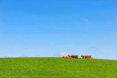 Sığırlar yeşil tepede Limousin inekleri