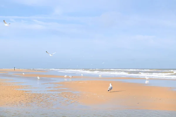 Голландский Пляж Ваттене Vlieland Большим Количеством Чаек — стоковое фото