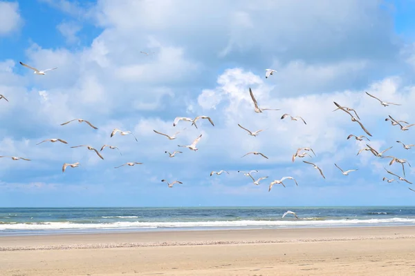 Чайки Пляжі Північного Моря — стокове фото