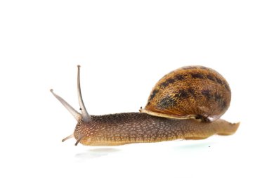 Single snail isolated over white background