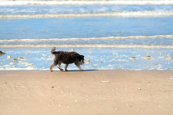 Curly Little Dog Beach — Stock Photo, Image