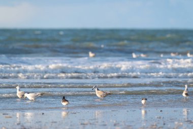 Kuzey Denizi 'ndeki Hollanda sahillerinde birçok martı var.