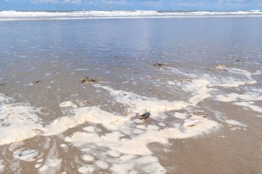 Deniz kabukları Kuzey Denizi 'nden