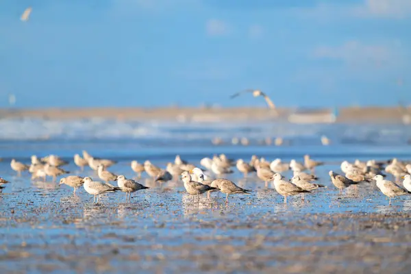 Dutch beach at the North sea with many seagulls