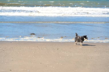 Kumsaldaki küçük kıvırcık köpek