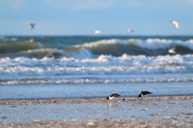 Kuzey Denizi 'ndeki Hollanda sahillerinde bir sürü istiridye avcısı var.