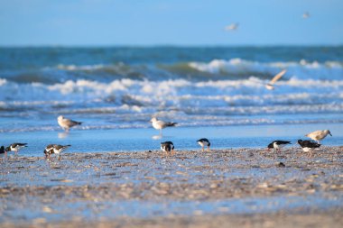 Kuzey Denizi 'ndeki Hollanda sahillerinde bir sürü istiridye avcısı var.