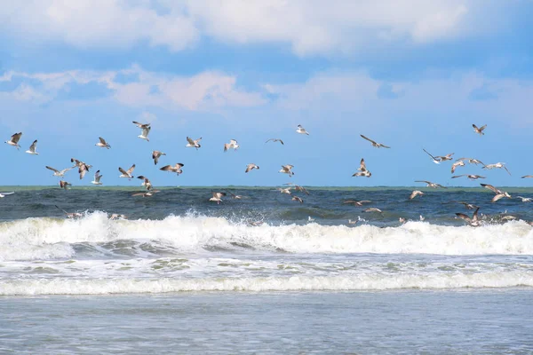 북해에서 해변에서 Seagulls — 스톡 사진