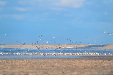 Kuzey denizinden kumsalda birçok martı var.
