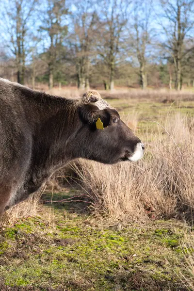 Vache Pâturage Néerlandais Leersummer Veld Photos De Stock Libres De Droits