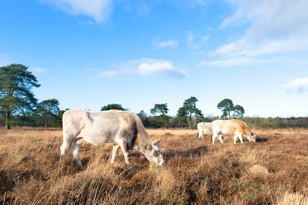 Vaches Pâturage Néerlandais Leersummer Veld Images De Stock Libres De Droits