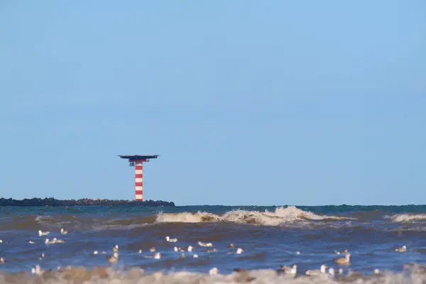 Голландський Пляж Північному Морі Багатьма Чайками Стокове Фото