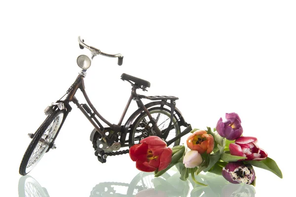 Típica Bicicleta Holandesa Tulipanes Aislados Sobre Fondo Blanco Imagen de archivo