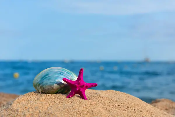 Estrella Mar Concha Playa Tropical Imagen de archivo