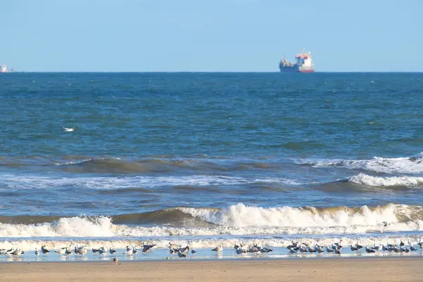 Holenderska Plaża Morzu Północnym Wieloma Mewami Obrazek Stockowy