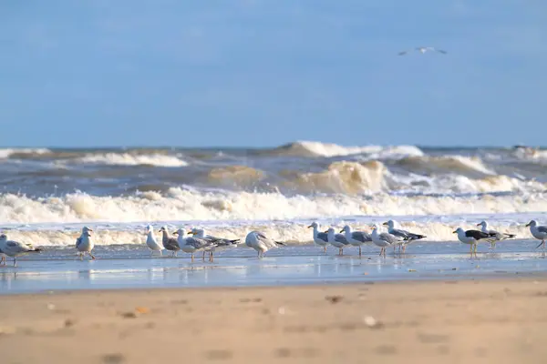 多くのシーガルと北海のオランダのビーチ ストック画像