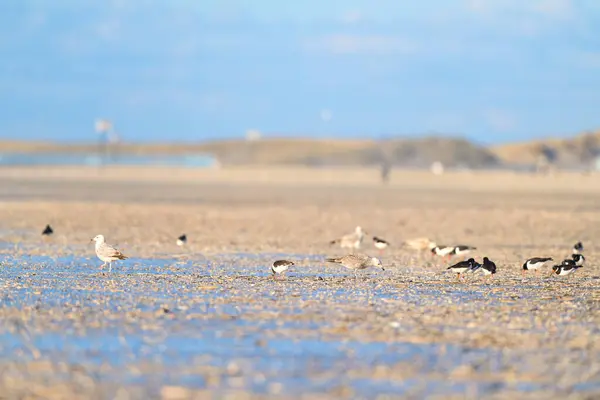 Holländischer Strand Der Nordsee Mit Vielen Möwen Und Austernfängern lizenzfreie Stockbilder