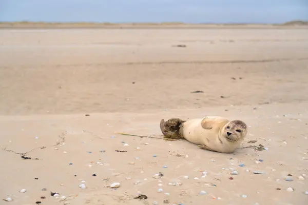 Selo Deitado Praia Holandesa Ilha Wadden Texel Imagem De Stock