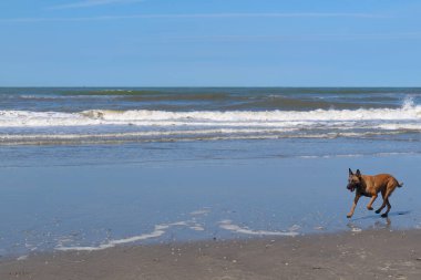 Kumsalda koşan köpek.