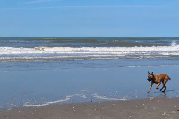Biegnący Pies Plaży Zdjęcia Stockowe bez tantiem