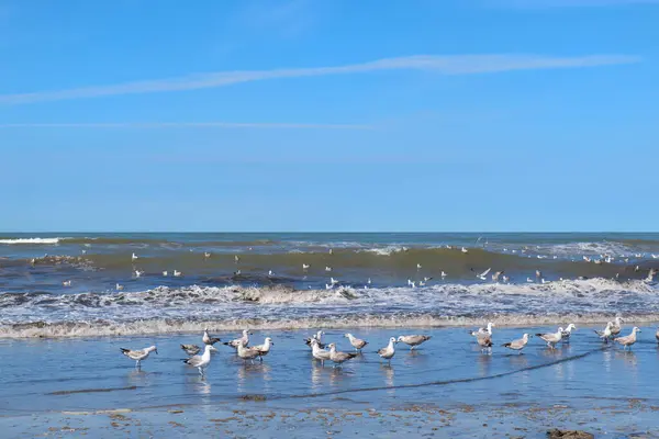 Praia Holandesa Holanda Com Muitas Gaivotas Fotos De Bancos De Imagens