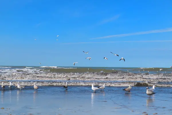 Holenderska Plaża Morzu Północnym Wieloma Mewami Zdjęcie Stockowe