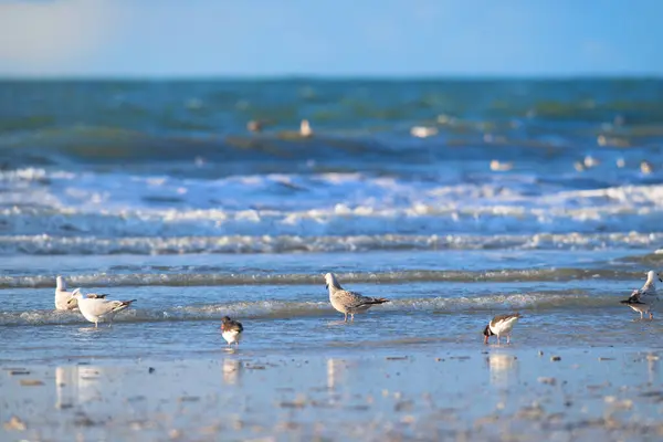 从北海到海滩的海鸥 免版税图库照片