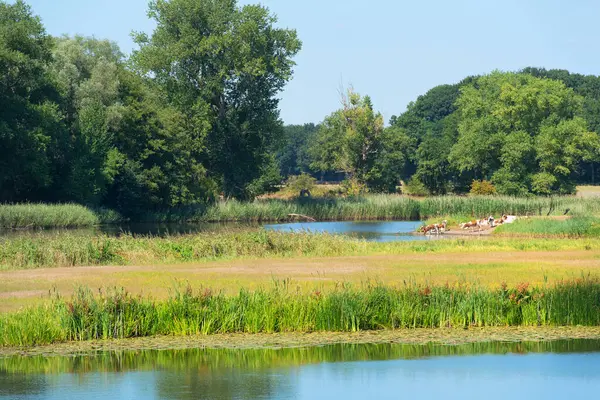 夏天的风景是荷兰的伊塞尔河 一头奶牛站在水里 图库图片